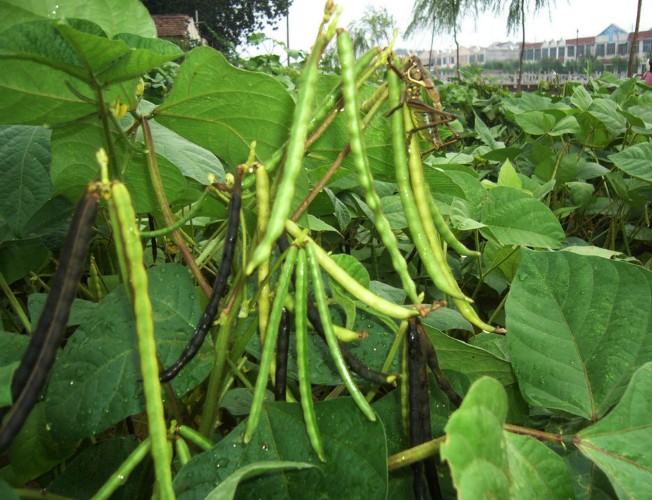 Mung bean seed Vigna radiata